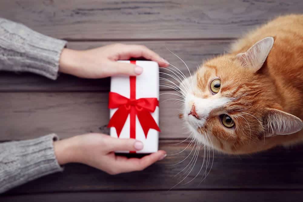 16 Good Cat Presents for Him in 2025 – Satisfying Selections for the Cat Man in Your Life