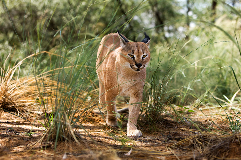 caracal walking out in the wild