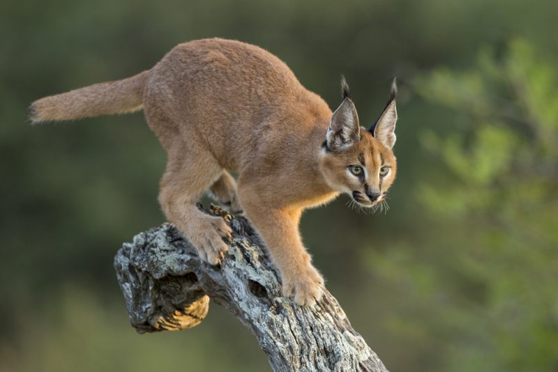 caracal on a tree