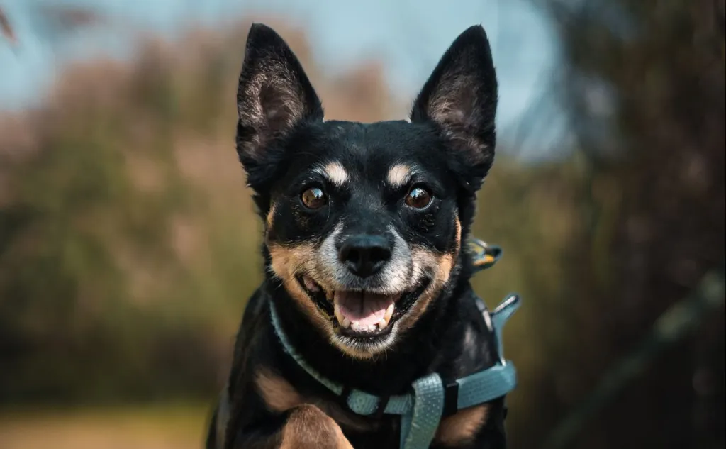 A closeup shot of a Lancashire Heeler dog breed jumping over a wooden stick in a garden