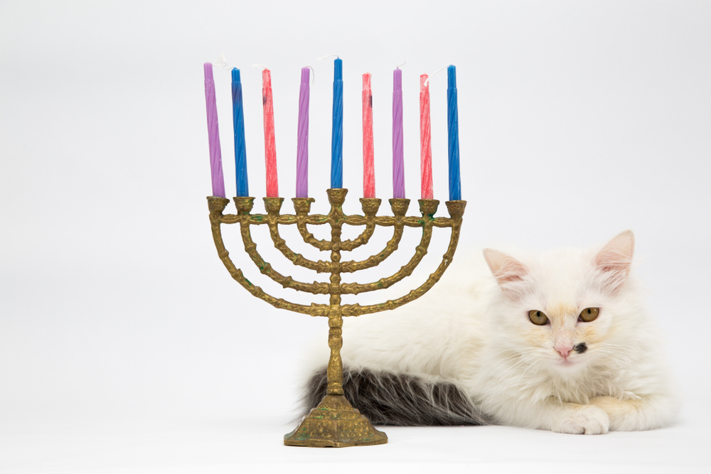 8 Most interesting Hanukkah Cat Gadgets in 2025 – Opinions & Prime Picks