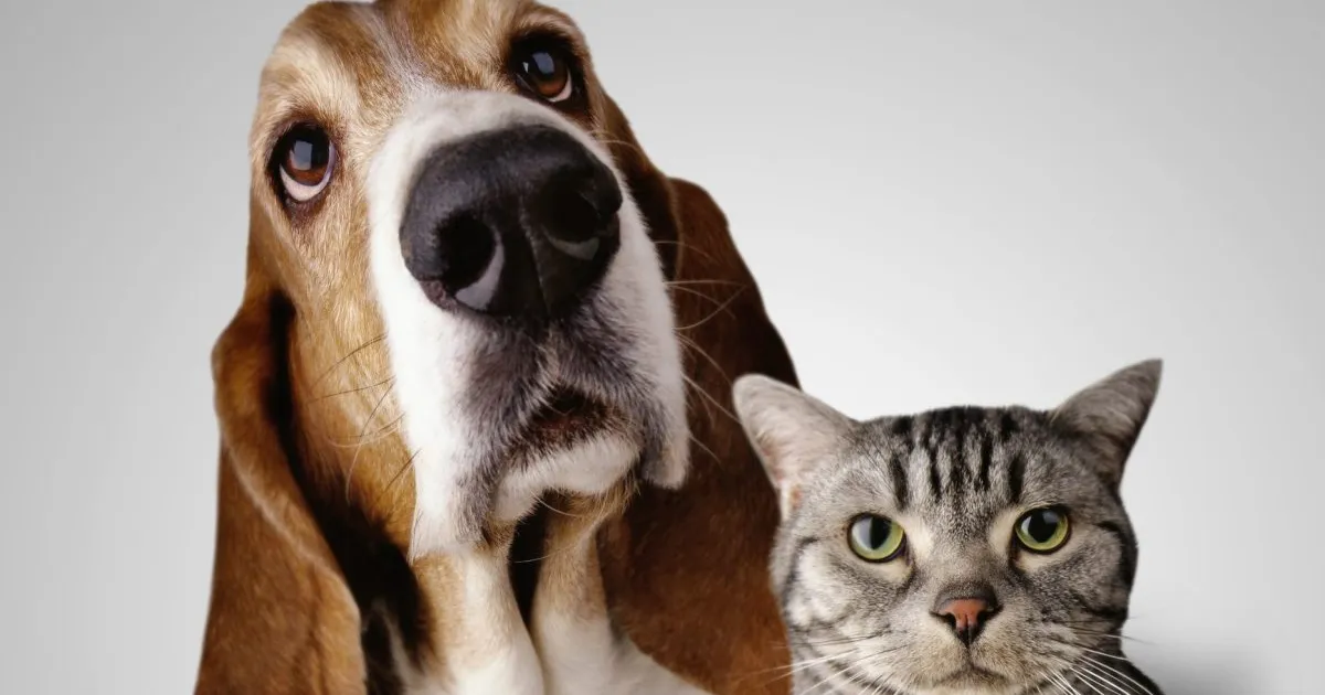 Causes Why Canines Are Increased Than Cats