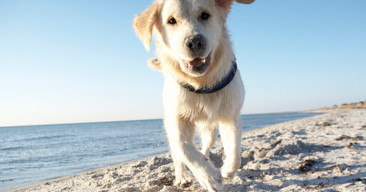 Safety Concepts for Having enjoyable with Canine-Nice Seashores