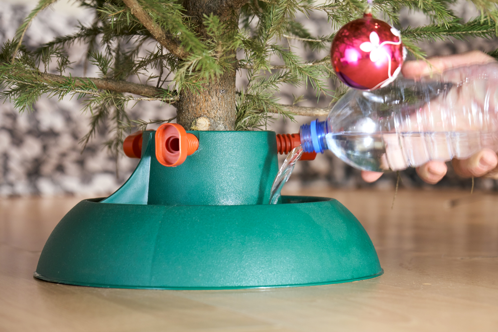 male hand pouring water into the plastic stand for decorated christmas tree