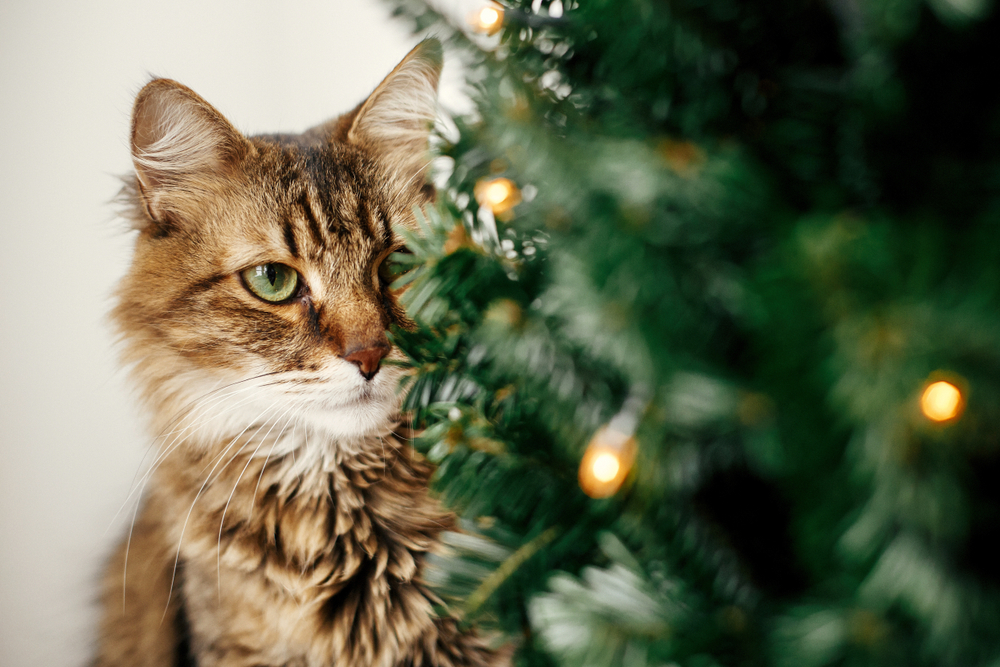 tabby cat sitting behind the christmas tree