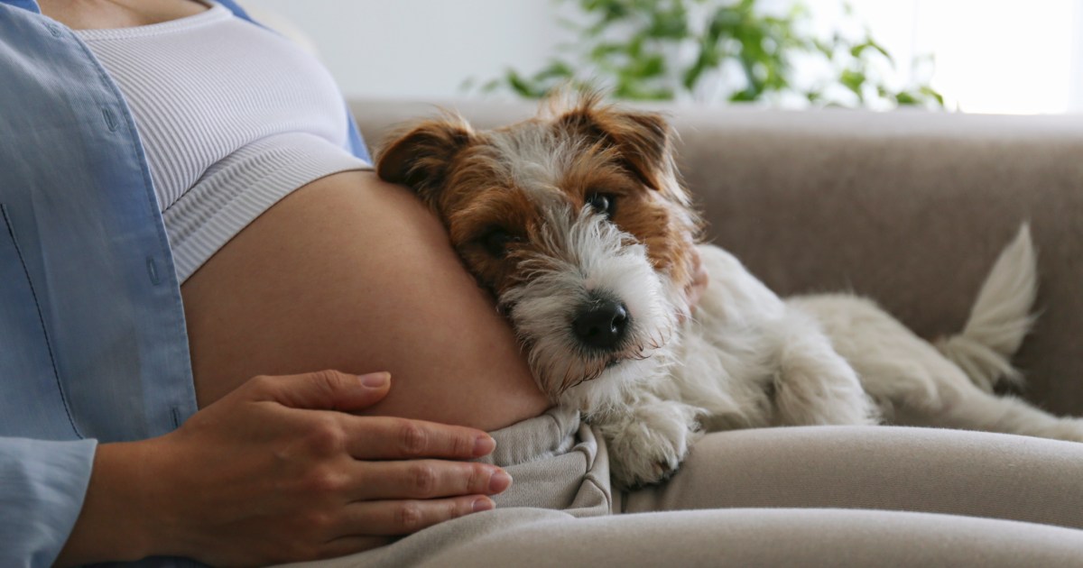 Can Canine Sense Being pregnant in Individuals?