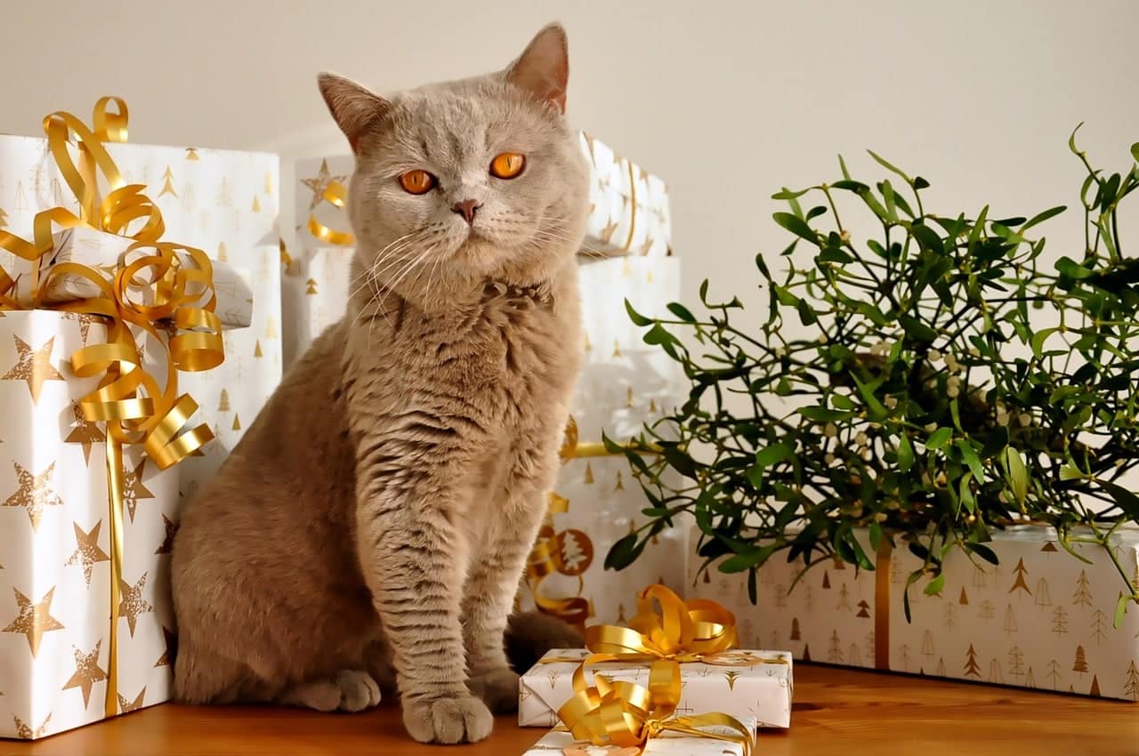 15 Best Objects for Cat Lovers in 2025: Distinctive Ideas for Feline Lovers