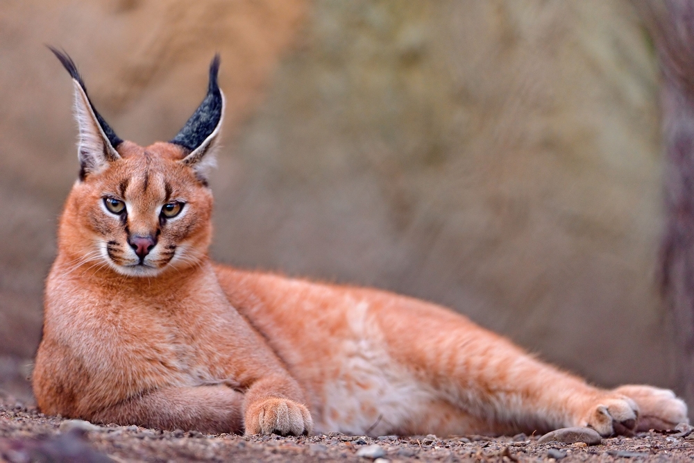 Do Caracals Make Good Pets? Vet-Verified Ethics, Legality & Info