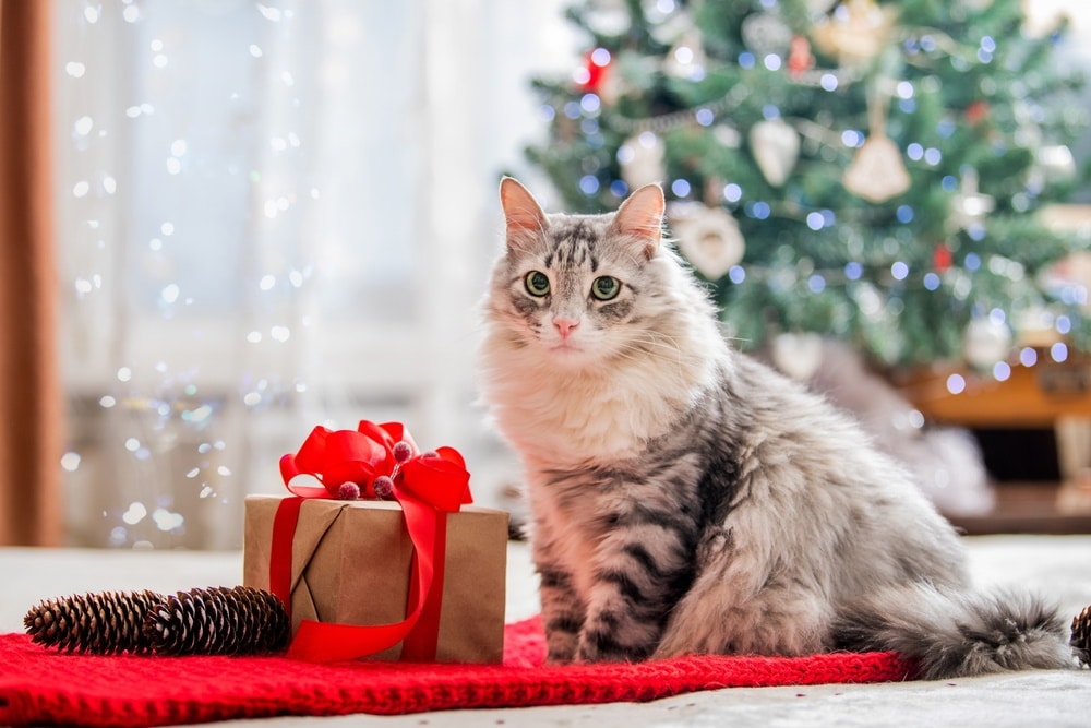 10 Christmas Cat Stocking Stuffers to Make Your Kitty Blissful